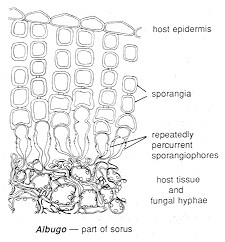 albugo.gif (9744 bytes)