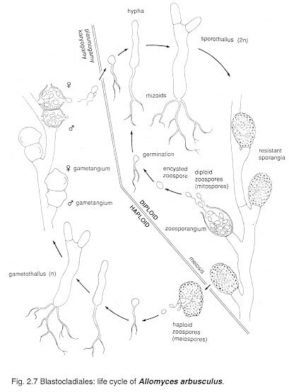 allomyce.gif (22509 bytes)