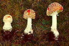 amanit1.jpg (6602 bytes)