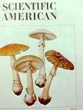 amanit3.jpg (6067 bytes)