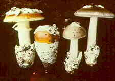 amanit4.jpg (4655 bytes)