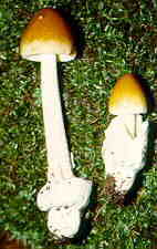 amanit5.jpg (6299 bytes)