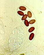 ascob3.jpg (17557 bytes)