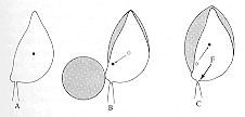 basid6.gif (4418 bytes)