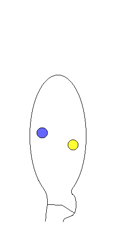 basidium1.GIF (114915 bytes)