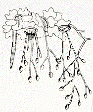 blight1.gif (10148 bytes)