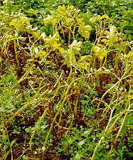 blight4.jpg (16612 bytes)