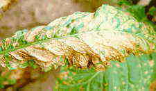 bluemol1.jpg (5754 bytes)