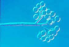 bluemol2.jpg (3891 bytes)