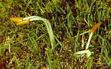 bolbit1.jpg (7482 bytes)