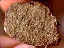 bolet11.jpg (7868 bytes)