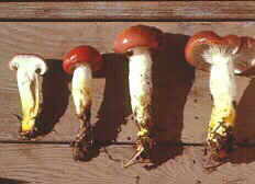 bolet12.jpg (6431 bytes)