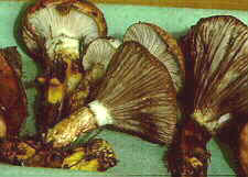 bolet13.jpg (7529 bytes)