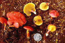 bolet14.jpg (9711 bytes)