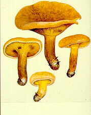 bolet15.jpg (6647 bytes)