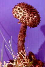 bolet18.jpg (6204 bytes)