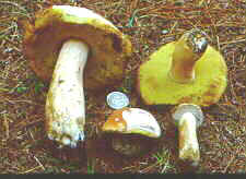 bolet2.jpg (7720 bytes)