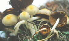 bolvitel.jpg (5602 bytes)