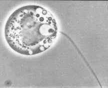 chyzoo.jpg (4250 bytes)