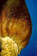 clavic10.jpg (23076 bytes)