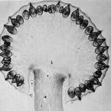 clavic3.jpg (20918 bytes)