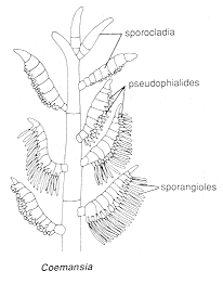 coemans.gif (8021 bytes)