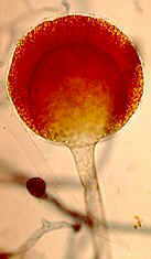 columel.jpg (4392 bytes)