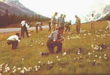 coprin1.jpg (5625 bytes)