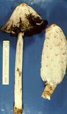 coprin2.jpg (5203 bytes)