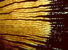 coprin4.jpg (6164 bytes)