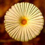 coprin5.jpg (4536 bytes)