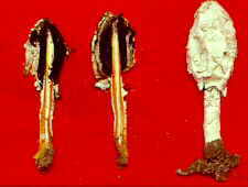 coprin6.jpg (5328 bytes)