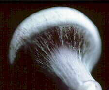 cortin1.jpg (5287 bytes)