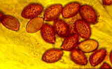 cortin2.jpg (4822 bytes)