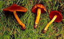 cortin3.jpg (7427 bytes)