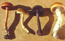 cortin4.jpg (5666 bytes)