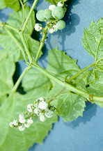 dowmilgr.jpg (6302 bytes)