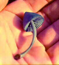 entol3.jpg (5845 bytes)