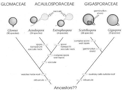glomtaxa.gif (17942 bytes)