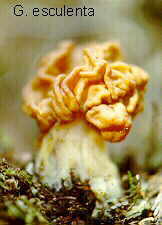 gyromit1.jpg (21170 bytes)