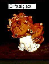 gyromit3.jpg (18695 bytes)