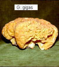 gyromit4.jpg (24164 bytes)