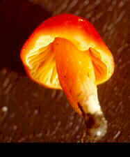 hygrop1.jpg (5024 bytes)