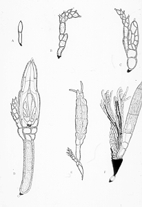 laboul1.gif (11569 bytes)