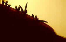 laboul2.jpg (9167 bytes)