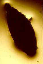 laboul3.jpg (11377 bytes)