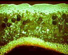 lich12.jpg (6958 bytes)