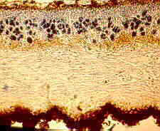 lich13.jpg (8192 bytes)