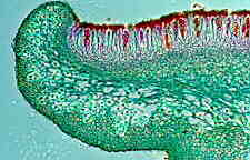 lich14.jpg (7438 bytes)