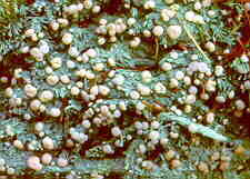 lich17.jpg (8769 bytes)